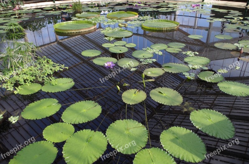 Basin Water Lilies Large Round Leaves Purple Flowers Aquatic Plant