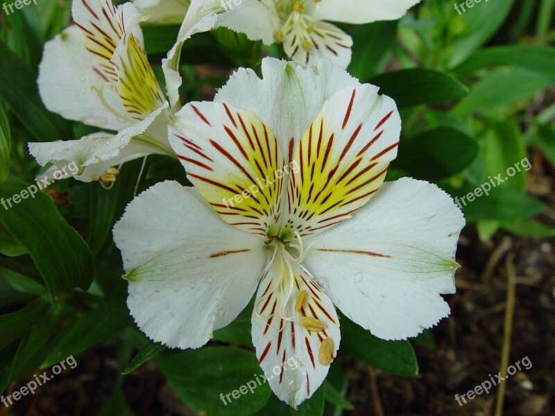 Fleur De Lis White Red Yellow Blooming Flowers Leaves