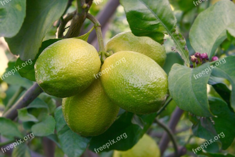 Lemon Lemon Tree Fruit Green Yellow