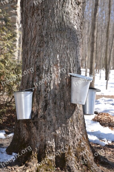 Maple Syrup Tree Maple Syrup Sap