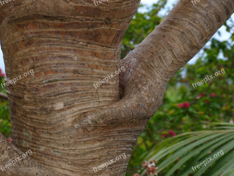 Tree Interpretation Vacoa Reunion Island Island