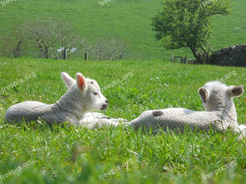 Lamb Spring Easter Sheep Pets