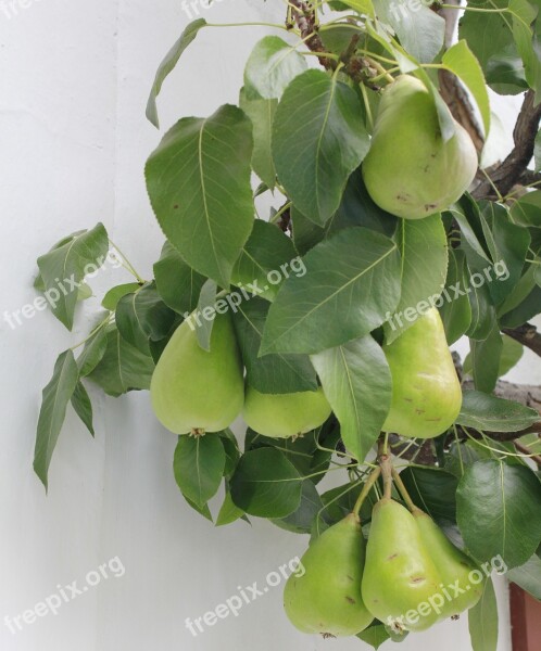 Green Pears Fruit Tree Espalier Tree Pome Fruit