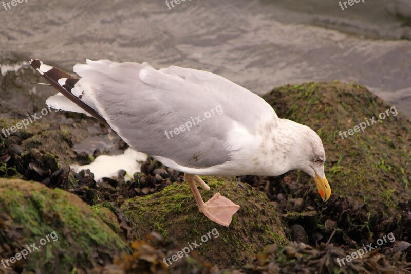 Bird Seagull Foraging Free Photos