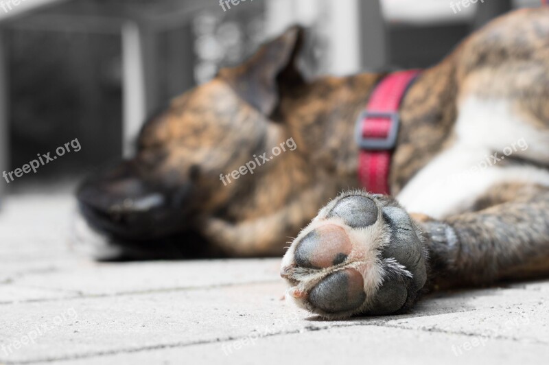 Dog Boxer Paw Free Photos