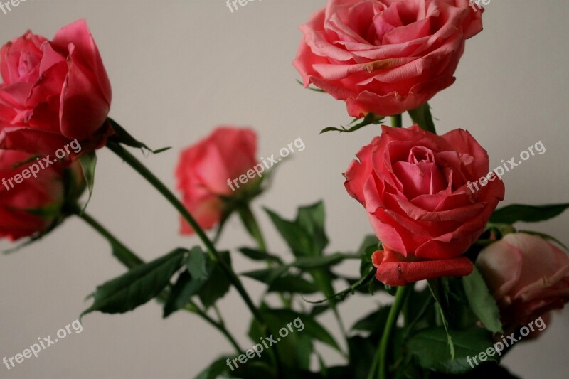 Flowers Rose Pink Love Romance