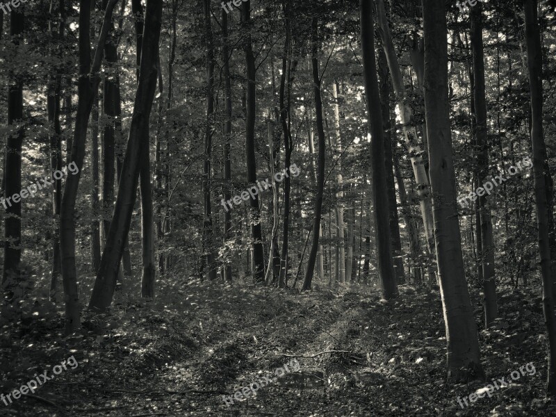 Forest Nature Trees Winter Landscape