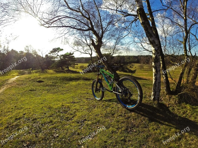 Forest Tree Bike Mountain Bike Nature