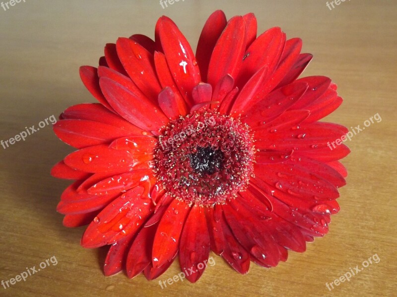 Flower Gerbera Red Dew Water