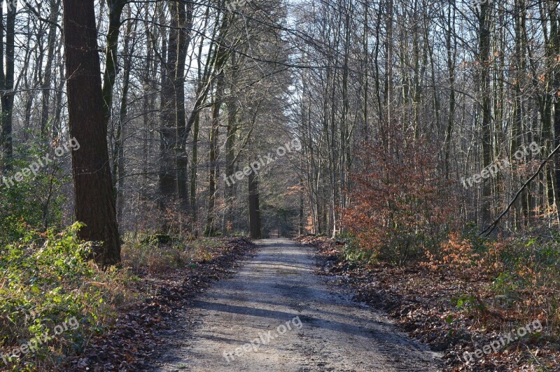 Forest Path Winter Forest Trail Rest Free Photos