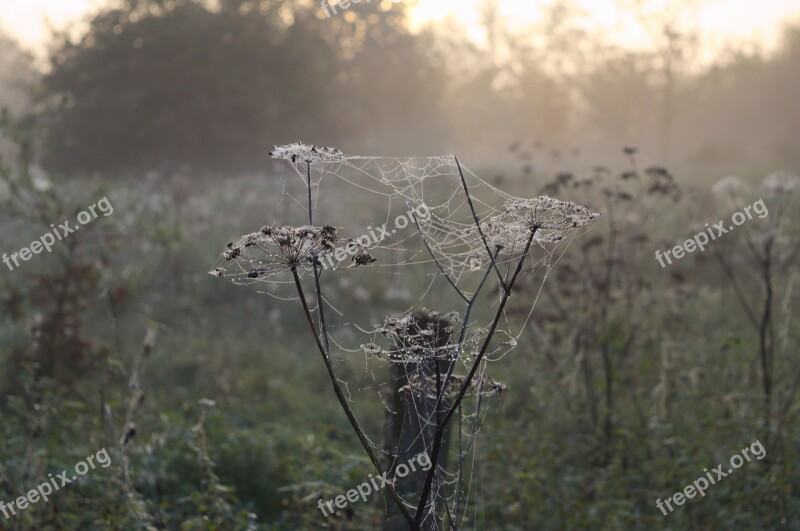 Morgentau Spider Webs Fog Autumn Morning Free Photos