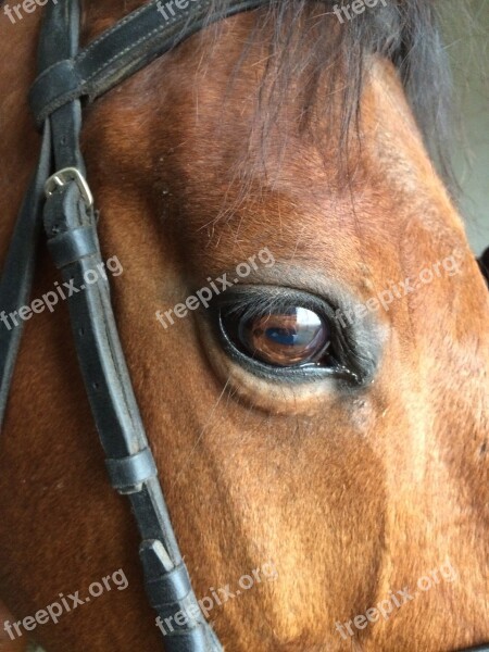 Horse Thoroughbred Eyes Free Photos