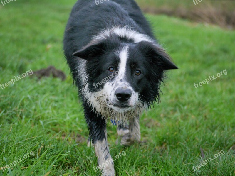 Border Collie Dog Collie Canine Free Photos