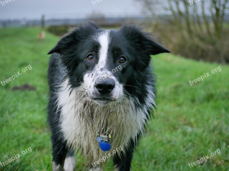 Border Collie Dog Collie Free Photos