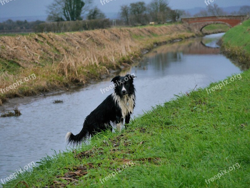 Border Collie Rive Bridge Dog Free Photos