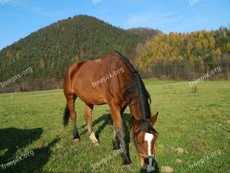 The Horse Pasture Land Meadow Horse Grass