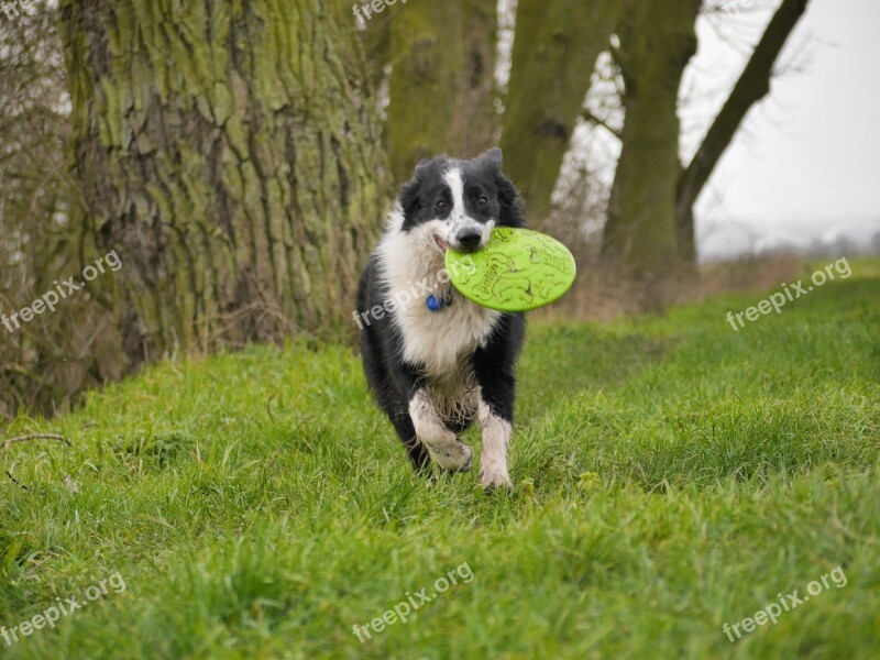 Border Collie Dog Frisbee Play Run