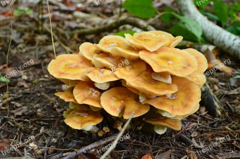 Mushrooms Woods Fungus Forest Free Photos