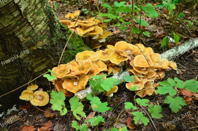 Mushrooms Woods Fungus Forest Free Photos