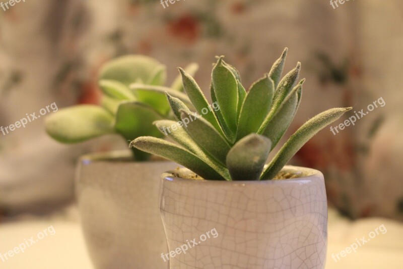 Succulent Plant Fake Plant Seedlings Desk Office Furniture