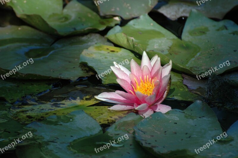 Flower Pond Pink Water Lily Aquatic Plant