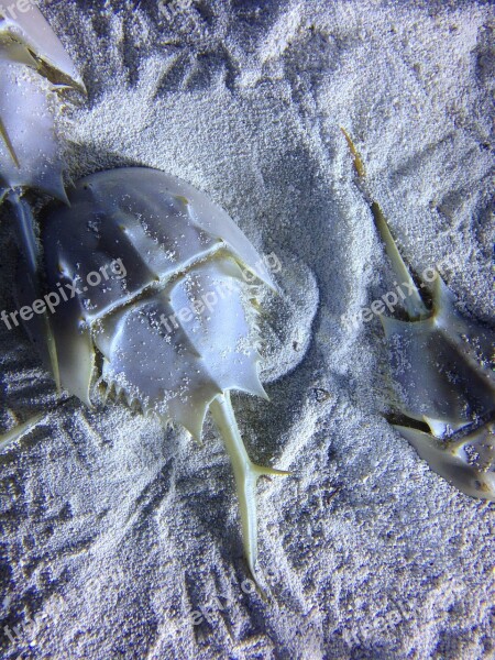 Crab Marine Horseshoe Crab Horseshoe Ocean