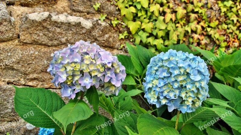 Hydrangea Flower Brittany Blue Petals Purple Petals