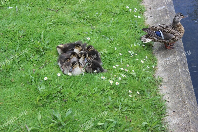 Ducks Mother Duck Bird Baby Wildlife