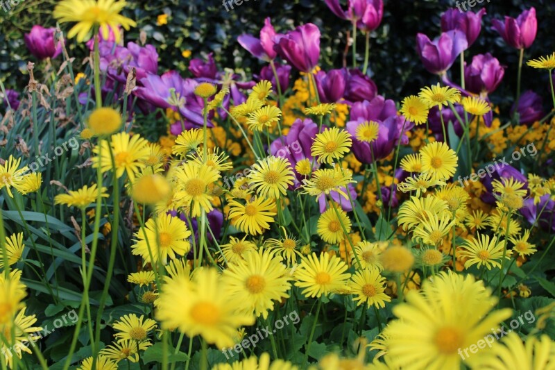 Yellow Daisy Purple Tulips Flowers Purple Yellow Flowers