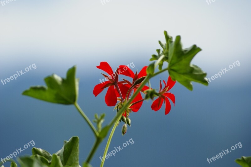 Blue Red Flower Flower Nature Sky