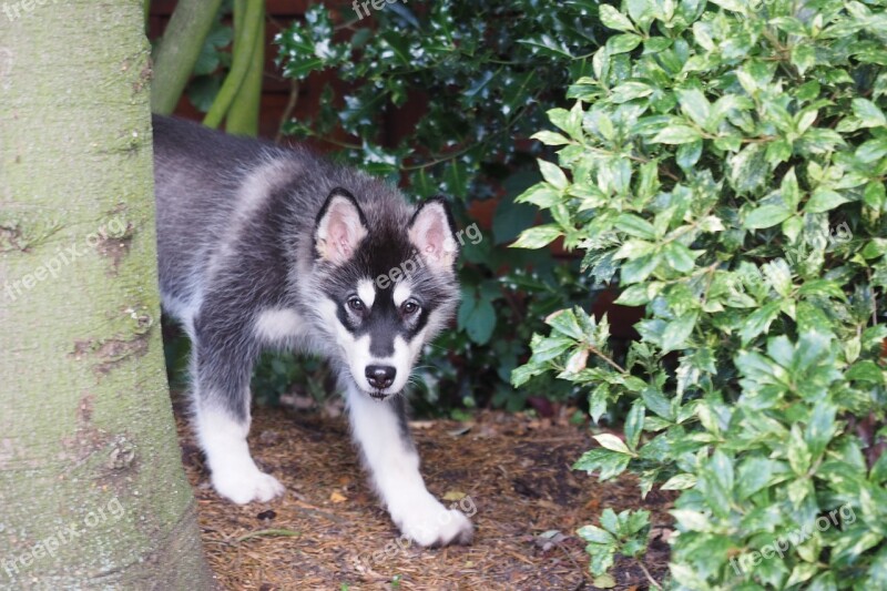 Malamute Dog Puppy Free Photos