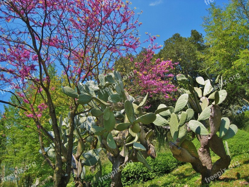 Tropical Plants Ear Cactus Pflanzenmix Free Photos