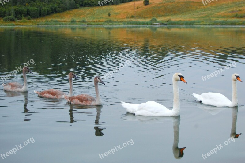 Swans Chicks Water Beach Nature