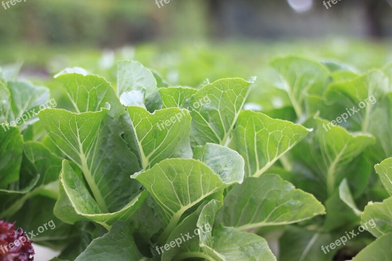 Red Cosby Lettuce Salad Vegetable