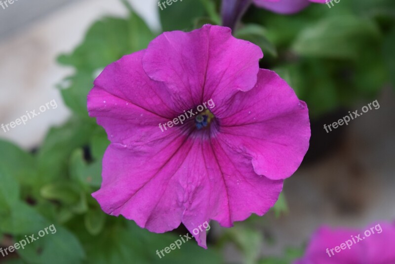 Petunia Hybrida Flower Common Garden Petunia Free Photos