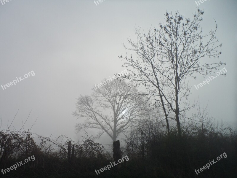 Field Trees Fog Wood The Nature