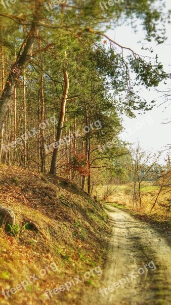 Forest Way The Road In The Forest Tree Landscape