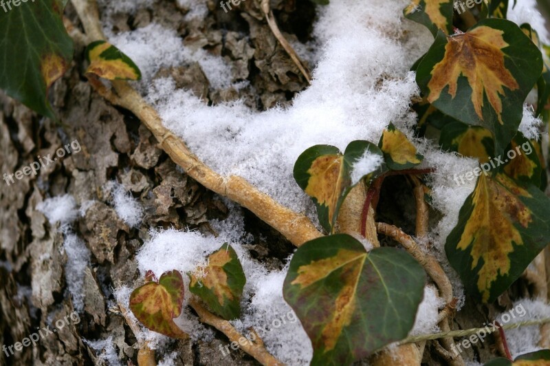 Snow Snowflakes Winter Ice Crystal Snowfall