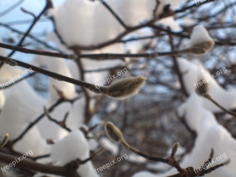 Snow Winter Dogwood Tree Dog Wood