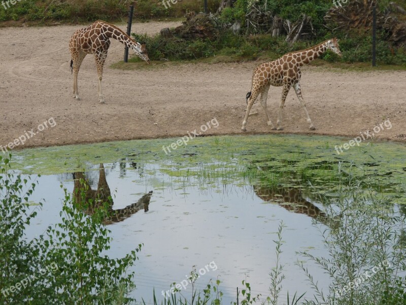 Giraffe Africa Safari Animal Zoo