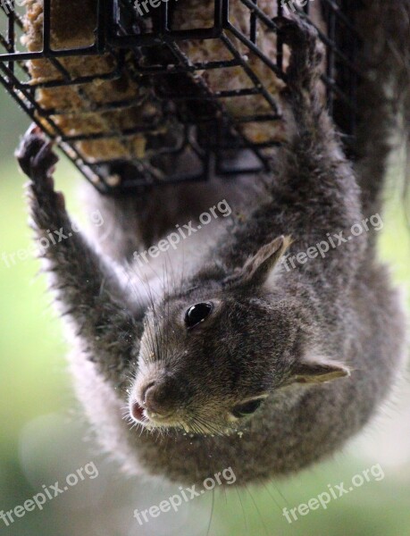 Squirrel Outdoor Suet Wildlife Rodent