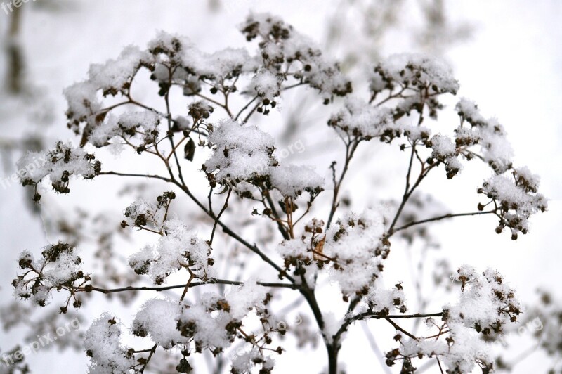 Winter Snowy Snow Wintry Branch