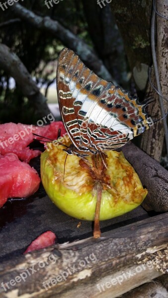 Butterfly Feeding Nature Insect Delicate