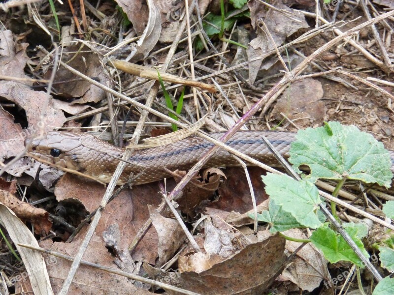 Snake Threat Reptile Free Photos