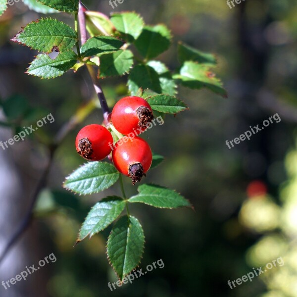 Rosehip Red Berries Nature Autumn Berry