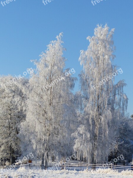 Birch Winter Frost Tree Nature