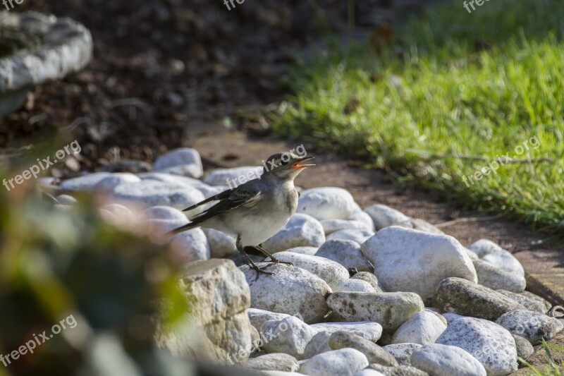 House Sparrow Sparrow Bird Bath Free Photos