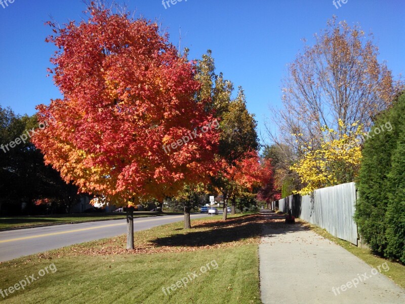 Fall Tree Red Autumn Fall Trees