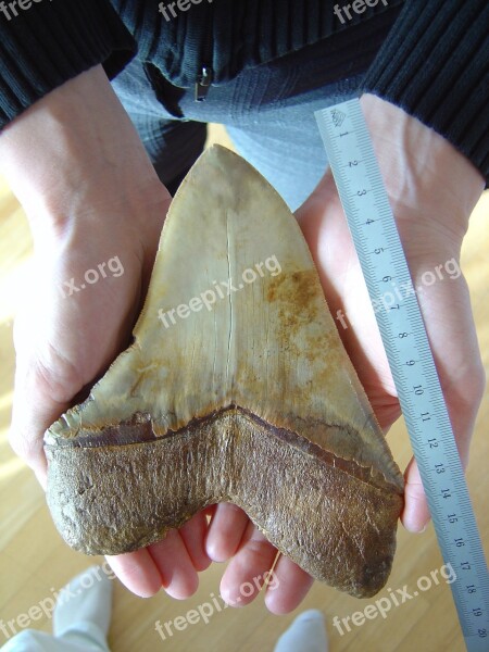 Fossilized Tooth Megalodon Giant Shark Carcharodon Megalodon Species Dating From The Miocene