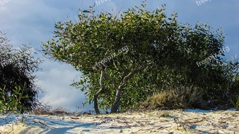 Tree Sand Dunes Beach Cyprus